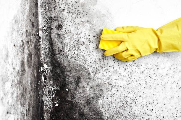 Best Airborne Mold Testing  in Morristown, NJ