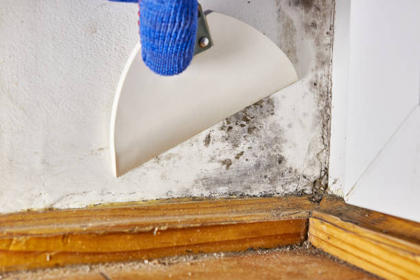 Best Basement Mold Removal  in Morristown, NJ